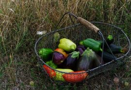 Paniers bio pour jeunes pousses